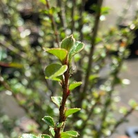 Cotoneaster forrestii F19875 